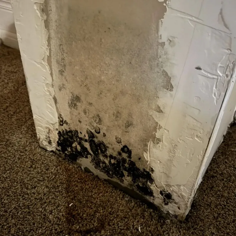 Professional Mold Removal in Harriman, TN